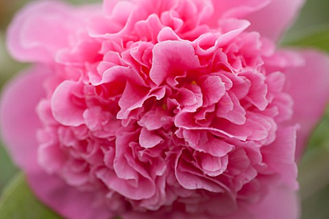 CHATSWORTH_HOUSE_DERBYSHIRE_CLOSE_UP_PLANT_PORTRAIT_OF_PINK_FLOWER_OF_CAMELLIA_X_WILLIAMSII_DEBBIE_S
