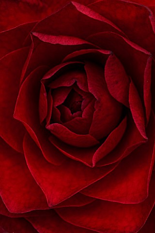 CHATSWORTH_HOUSE_DERBYSHIRE_CLOSE_UP_PLANT_PORTRAIT_OF_DARK_RED_FLOWER_OF_CAMELLIA_JAPONICA_GRAND_SU