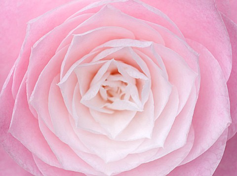 CHATSWORTH_HOUSE_DERBYSHIRE_CLOSE_UP_PLANT_PORTRAIT_OF_CENTRE_OF_PINK_AND_WHITE_FLOWER_OF_CAMELLIA_J