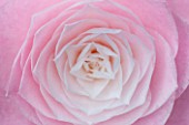 CHATSWORTH HOUSE, DERBYSHIRE: CLOSE UP PLANT PORTRAIT OF CENTRE OF PINK AND WHITE FLOWER OF CAMELLIA JAPONICA BALLET DANCER . SHRUB, MARCH, EVERGREEN