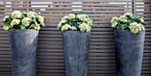 SALLY STOREY HOUSE, LONDON: ROOF TERRACE WITH FAKE WOODEN DECKING AND FAKE HYDRANGEAS, ROOF GARDEN, DECK, TOWN GARDEN, MODERN, CONTAINER, CONTAINERS, WOODEN TRELLIS