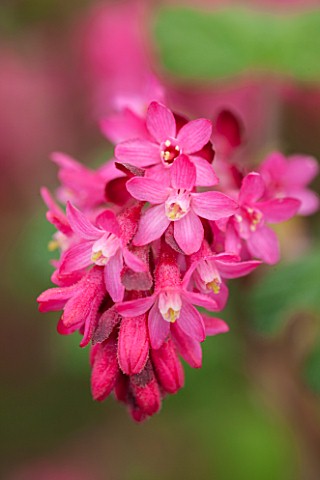 CLOSE_UP_PLANT_PORTRAIT_OF_THE_PINK_FLOWER_OF_RIBES_SANGUINEUM_RED_BROSS_FLOWERING__CURRANT_FLOWERS_