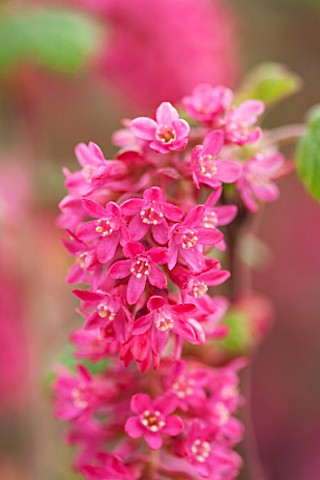 CLOSE_UP_PLANT_PORTRAIT_OF_THE_PINK_FLOWER_OF_RIBES_SANGUINEUM_KOJA_FLOWERING__CURRANT_FLOWERS_RED_S