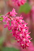 CLOSE UP PLANT PORTRAIT OF THE PINK FLOWER OF RIBES SANGUINEUM KOJA. FLOWERING,  CURRANT, FLOWERS, RED, SHRUB, SHRUBS