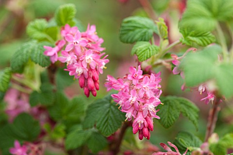 CLOSE_UP_PLANT_PORTRAIT_OF_THE_PINK_FLOWER_OF_RIBES_SANGUINEUM_LOMBARTSII_FLOWERING__CURRANT_FLOWERS