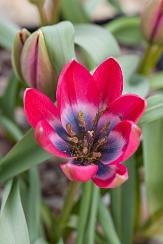 CLOSE_UP_PLANT_PORTRAIT_OF_THE_RED_FLOWER_OF_TULIP__TULIPA_LITTLE_BEAUTY_AGM_SPRING_FLOWERS_TULIPS_S