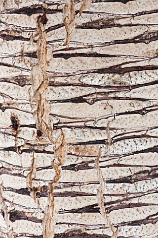 CLOSE_UP_PLANT_PORTRAIT_OF_THE_BARK_OF_DRACAENA_SCHIZANTHA_TRUNK_ABSTRACT_PATTERN