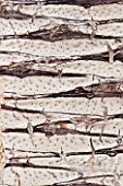 CLOSE UP PLANT PORTRAIT OF THE BARK OF DRACAENA SCHIZANTHA. TRUNK, ABSTRACT, PATTERN