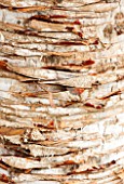 CLOSE UP PLANT PORTRAIT OF THE BARK OF DRACAENA CINNABARI. TRUNK, ABSTRACT, PATTERN