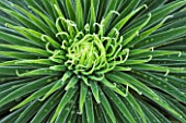 CLOSE UP PLANT PORTRAIT OF THE FOLIAGE OF ECHIUM WILDPRETII. TOWER OF JEWELS, TENERIFE BUGLOSS. ABSTRACT, PATTERN
