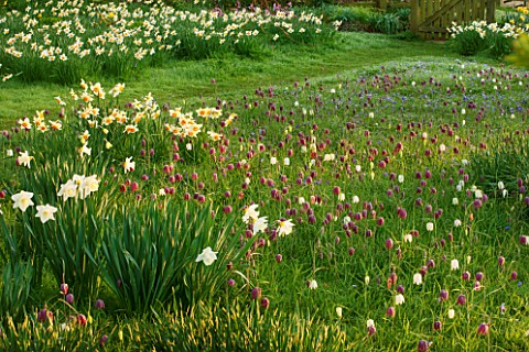 PETTIFERS_OXFORDSHIRE_DESIGNED__BY_GINA_PRICE_MEADOW__NARCISSUS_SNAKES_HEAD_FRITILLARIES_IN_LAWN__NA