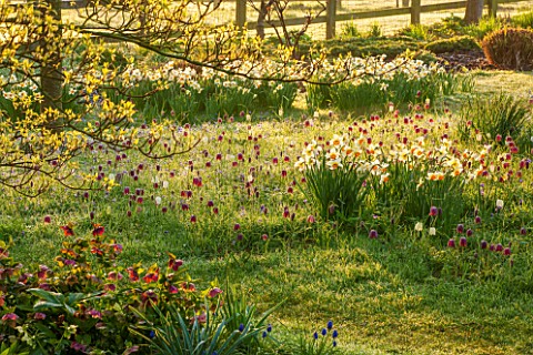 PETTIFERS_OXFORDSHIRE_DESIGNED__BY_GINA_PRICE_MEADOW__NARCISSUS_SNAKES_HEAD_FRITILLARIES_IN_LAWN__NA