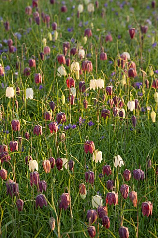 PETTIFERS_OXFORDSHIRE_DESIGNED__BY_GINA_PRICE_MEADOW_OF_SNAKES_HEAD_FRITILLARIES_IN_LAWN__FRITILLARI