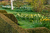 PETTIFERS, OXFORDSHIRE: DESIGNED  BY GINA PRICE: NARCISSUS IN THE MEADOW - NARCISSI, APRIL, SPRING, BULBS, FLOWERS, FLOWERING