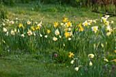 PETTIFERS, OXFORDSHIRE: DESIGNED  BY GINA PRICE: NARCISSUS IN THE MEADOW - NARCISSI, APRIL, SPRING, BULBS, FLOWERS, FLOWERING