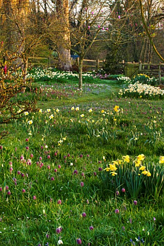 PETTIFERS_OXFORDSHIRE_DESIGNED__BY_GINA_PRICE_NARCISSUS_AND_SNAKES_HEAD_FRITILLARY__FRITILLARIA_MELE