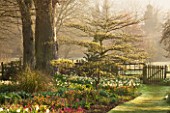 PETTIFERS, OXFORDSHIRE: DESIGNED  BY GINA PRICE: THE KLIMT BORDER IN EARLY SPRING - APRIL. CORNUS CONTROVERSA VARIEGATA, HELLEBORES AND DAFFODILS - NARCISSI, HERBACEOUS, TREE