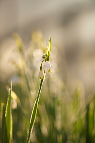 PETTIFERS_OXFORDSHIRE_DESIGNED__BY_GINA_PRICE_CLOSE_UP_PLANT_PORTRAIT_OF_THE_WHITE_AND_GREEN_FLOWER_