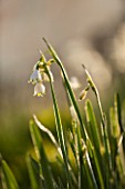 PETTIFERS, OXFORDSHIRE: DESIGNED  BY GINA PRICE: CLOSE UP PLANT PORTRAIT OF THE WHITE AND GREEN FLOWER OF LEUCOJUM AESTIVUM GRAVETYE GIANT - BULB, FLOWERING, APRIL, SPRING
