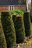 PETTIFERS, OXFORDSHIRE: DESIGNED  BY GINA PRICE: CLIPPED YEW TOPIARY CONES AT EDGE OF THE GARDEN - SPRING, HEDGING, HEDGE, APRIL