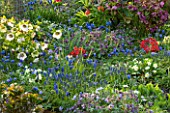 PETTIFERS, OXFORDSHIRE: DESIGNED  BY GINA PRICE: COLOURFUL SPRING BORDER WITH HELLEBORES, MUSCARI AND PRIMULAS. BULB, BULBS, APRIL, PLANT COMBINATION, PLANT ASSOCIATION