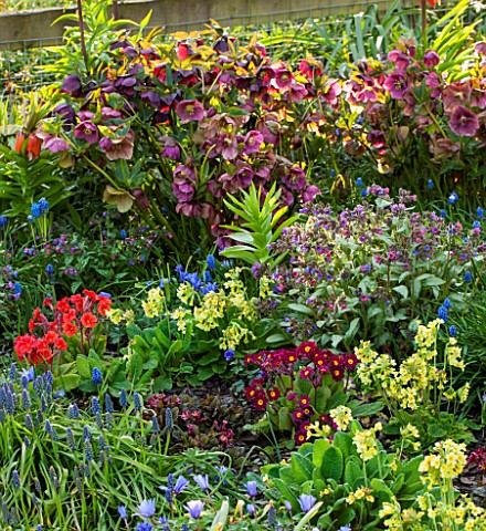 PETTIFERS_OXFORDSHIRE_DESIGNED__BY_GINA_PRICE_COLOURFUL_SPRING_BORDER_WITH_HELLEBORES_MUSCARI_AND_PR
