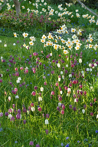 PETTIFERS_OXFORDSHIRE_DESIGNED__BY_GINA_PRICE_MEADOW_WITH_GRASS__DRIFTS_OF_NARCISSUS_AND_SNAKES_HEAD