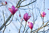 PETTIFERS, OXFORDSHIRE: DESIGNED  BY GINA PRICE: CLOSE UP PLANT PORTRAIT OF PINK FLOWER OF MAGNOLIA SPECTRUM  - FLOWERS, TREE, FLOWERING, SPRING, APRIL