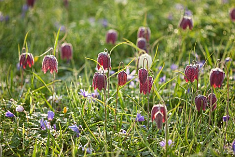 PETTIFERS_OXFORDSHIRE_CLOSE_UP_PLANT_PORTRAIT_OF_PINK_FLOWERS_OF_SNAKES_HEAD_FRITILLARY__FRITILLARIA