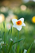 PETTIFERS, OXFORDSHIRE: DESIGNED  BY GINA PRICE: CLOSE UP PLANT PORTRAIT OF THE WHITE AND ORANGE FLOWER OF DAFFODIL - NARCISSUS JOHANN STRAUSS. DAFFODILS, SPRING, FLOWERING, BULB