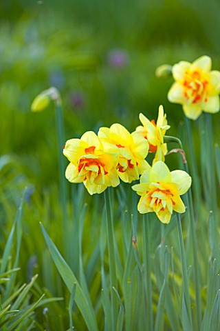 PETTIFERS_OXFORDSHIRE_DESIGNED__BY_GINA_PRICE_CLOSE_UP_PLANT_PORTRAIT_OF_THE_YELLOW_AND_ORANGE_FLOWE