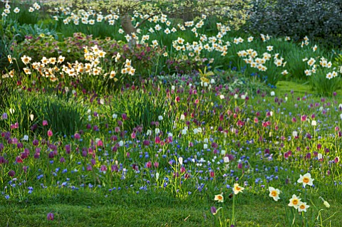 PETTIFERS_GARDEN_OXFORDSHIRE_DESIGNER_GINA_PRICE_MEADOW_AND_LAWN_WITH_DAFFODILS_ANEMONE_BLANDA_AND_S