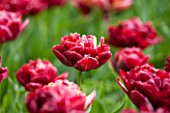 KEUKENHOF GARDENS, HOLLAND: THE NETHERLANDS - CLOSE UP PLANT PORTRAIT OF THE RED FLOWER OF A TULIP - TULIPA NACHTWACHT - BULB, BULBS, PINK, FLOWERS, MAY, SPRING