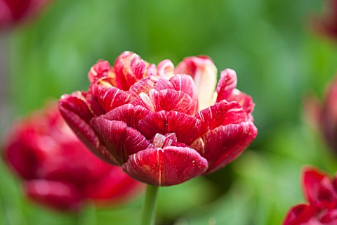 KEUKENHOF_GARDENS_HOLLAND_THE_NETHERLANDS__CLOSE_UP_PLANT_PORTRAIT_OF_THE_RED_FLOWER_OF_A_TULIP__TUL