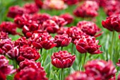 KEUKENHOF GARDENS, HOLLAND: THE NETHERLANDS - CLOSE UP PLANT PORTRAIT OF THE RED FLOWER OF A TULIP - TULIPA NACHTWACHT - BULB, BULBS, PINK, FLOWERS, MAY, SPRING
