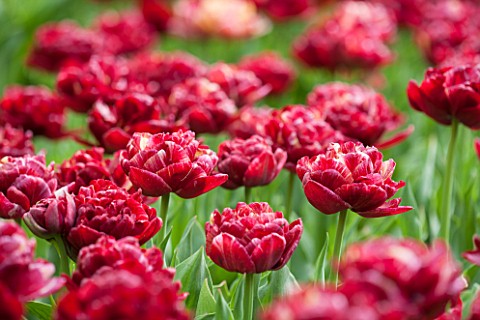 KEUKENHOF_GARDENS_HOLLAND_THE_NETHERLANDS__CLOSE_UP_PLANT_PORTRAIT_OF_THE_RED_FLOWER_OF_A_TULIP__TUL