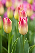 KEUKENHOF GARDENS, HOLLAND: THE NETHERLANDS - CLOSE UP PLANT PORTRAIT OF THE PINK AND YELLOW FLOWER OF A TULIP - TULIPA TENDER WHISPERER - BULB, BULBS, PINK, FLOWERS, MAY, SPRING