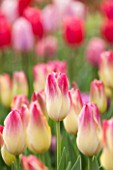 KEUKENHOF GARDENS, HOLLAND: THE NETHERLANDS - CLOSE UP PLANT PORTRAIT OF THE PINK AND YELLOW FLOWER OF A TULIP - TULIPA TENDER WHISPERER - BULB, BULBS, PINK, FLOWERS, MAY, SPRING
