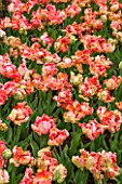 KEUKENHOF GARDENS, HOLLAND: THE NETHERLANDS - ORANGE FLOWERS OF A PARROT TULIP - TULIPA PARROT  - BULB, BULBS, PINK, FLOWERS, MAY, SPRING