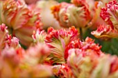 KEUKENHOF GARDENS, HOLLAND: THE NETHERLANDS - CLOSE UP PLANT PORTRAIT OF THE ORANGE FLOWER OF A PARROT TULIP - TULIPA PARROT  - BULB, BULBS, PINK, FLOWERS, MAY, SPRING