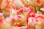 KEUKENHOF GARDENS, HOLLAND: THE NETHERLANDS - CLOSE UP PLANT PORTRAIT OF THE ORANGE FLOWER OF A PARROT TULIP - TULIPA PARROT  - BULB, BULBS, PINK, FLOWERS, MAY, SPRING
