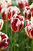 KEUKENHOF GARDENS, HOLLAND: THE NETHERLANDS - CLOSE UP PLANT PORTRAIT OF RED AND WHITE FLOWER OF TULIP - TULIPA GRAND PERFECTION - BULB, BULBS, FLOWERS, MAY, SPRING, TRIUMPHATOR