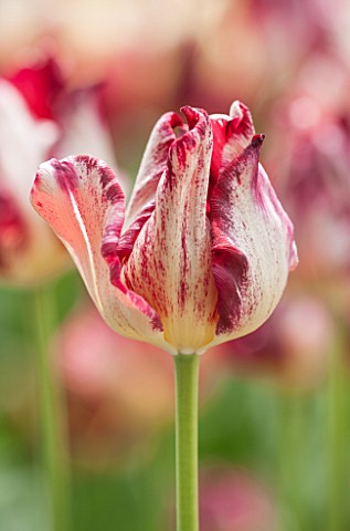 KEUKENHOF_GARDENS_HOLLAND_THE_NETHERLANDS__CLOSE_UP_PLANT_PORTRAIT_OF_RED_AND_WHITE_FLOWER_OF_SINGLE