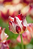 KEUKENHOF GARDENS, HOLLAND: THE NETHERLANDS - CLOSE UP PLANT PORTRAIT OF RED AND WHITE FLOWER OF SINGLE LATE TULIP - TULIPA FLAMING CROWN - BULB, BULBS, FLOWERS, MAY, SPRING