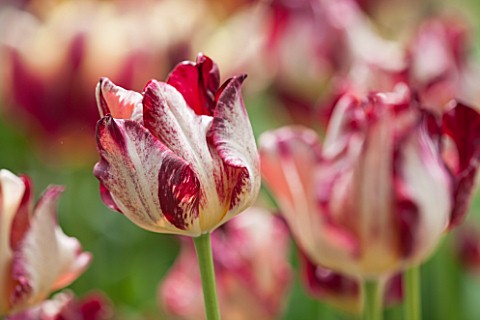 KEUKENHOF_GARDENS_HOLLAND_THE_NETHERLANDS__CLOSE_UP_PLANT_PORTRAIT_OF_RED_AND_WHITE_FLOWER_OF_SINGLE