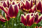 KEUKENHOF GARDENS, HOLLAND: THE NETHERLANDS - CLOSE UP PLANT PORTRAIT OF BROWN RED AND YELLOW FLOWERS OF TRIUMPHATOR TULIP - TULIPA DOBERMAN - BULB, BULBS, FLOWERS, MAY, SPRING