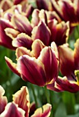 KEUKENHOF GARDENS, HOLLAND: THE NETHERLANDS - CLOSE UP PLANT PORTRAIT OF BROWN RED AND YELLOW FLOWERS OF TRIUMPHATOR TULIP - TULIPA DOBERMAN - BULB, BULBS, FLOWERS, MAY, SPRING