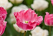 KEUKENHOF GARDENS, HOLLAND: THE NETHERLANDS - CLOSE UP PLANT PORTRAIT OF PINK FLOWER OF FRINGED TULIP - TULIPA GOOGLE  - BULB, BULBS, FLOWERS, MAY, SPRING, PALE PINK, FRILLY, FRILL