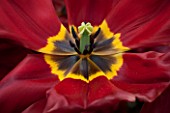 KEUKENHOF GARDENS, HOLLAND: THE NETHERLANDS - CLOSE UP PLANT PORTRAIT OF DARK RED AND YELLOW FLOWER OF TRIUMPHATOR TULIP - TULIPA KRASA  - BULB, BULBS, FLOWERS, MAY, SPRING, BROWN