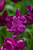 KEUKENHOF GARDENS, HOLLAND: THE NETHERLANDS - CLOSE UP PLANT PORTRAIT OF DARK PURPLE FLOWER OF PARROT TULIP - TULIPA VICTORIAS SECRET - BULB, BULBS, FLOWERS, MAY, SPRING